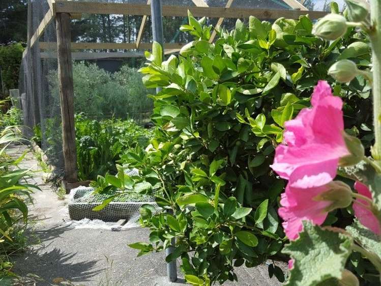 83 Bluff Rangitumau Road Rangitumau_24