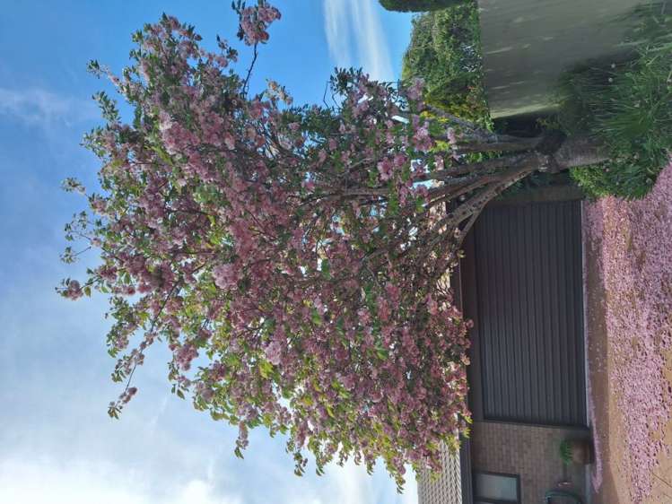 44 Fairweather Crescent Kaiapoi_17