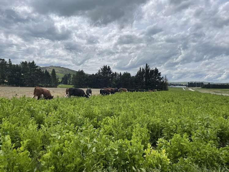 969 Nenthorn Road Moonlight_19