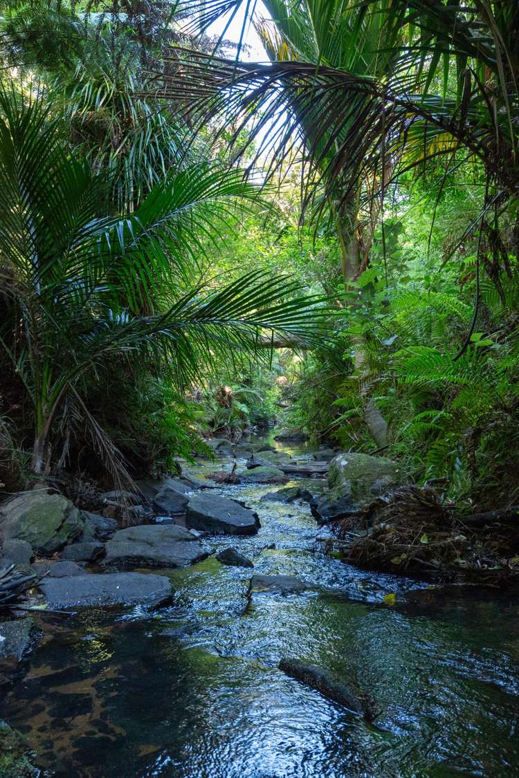 104 Taiwawe Lane Hot Water Beach_14