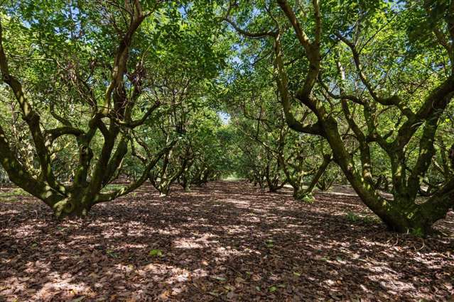 138 Te Puna Road Te Puna_3