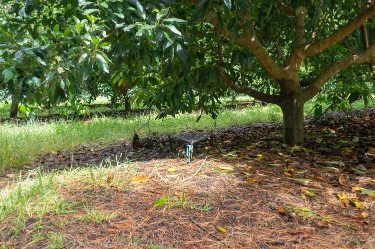 373 Kimberley Road Ngataki_18