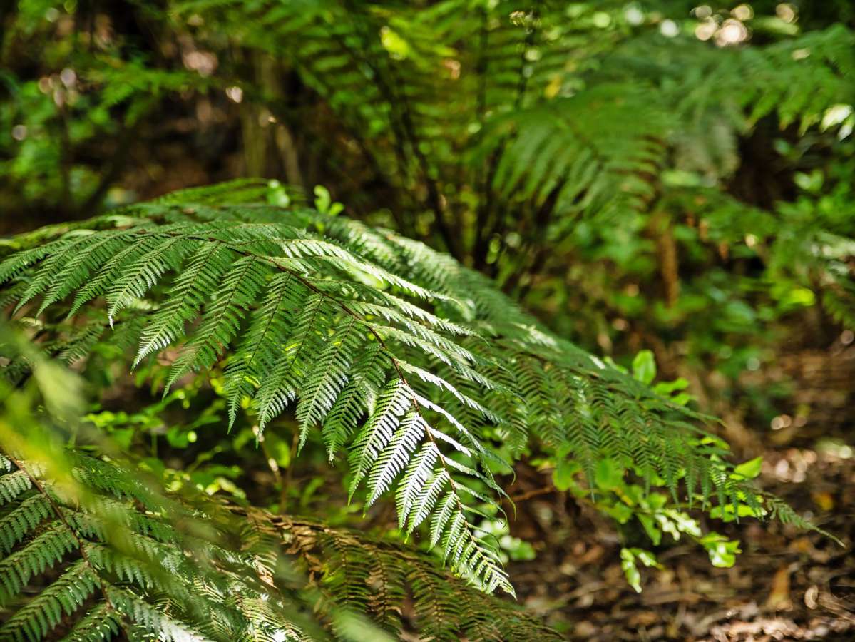 Lot 3 6A Waiata Road_4