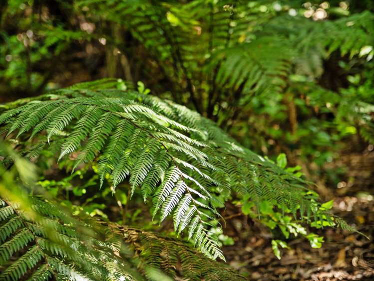 Lot 3 6A Waiata Road Te Puna_8