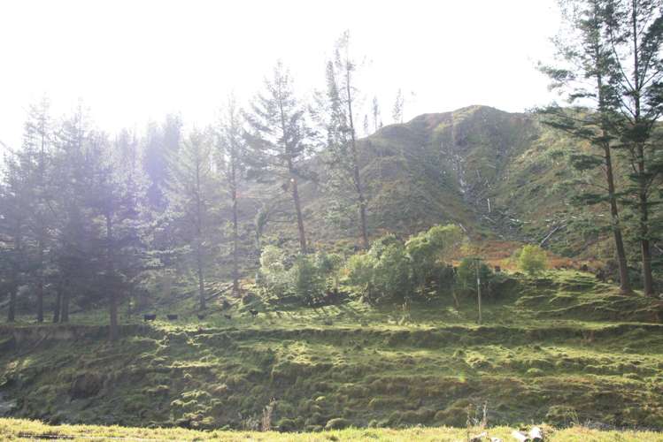 0n Makakaho Road Ngamatapouri_1