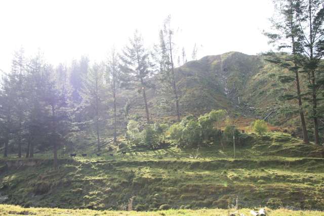 0n Makakaho Road Ngamatapouri_1