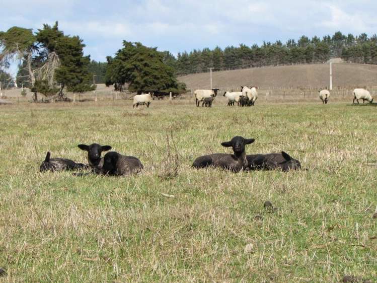 18 Hook Station Road Makikihi_17