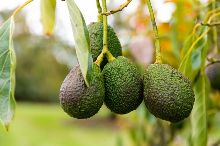 86b Pahoia Road Whakamarama_31