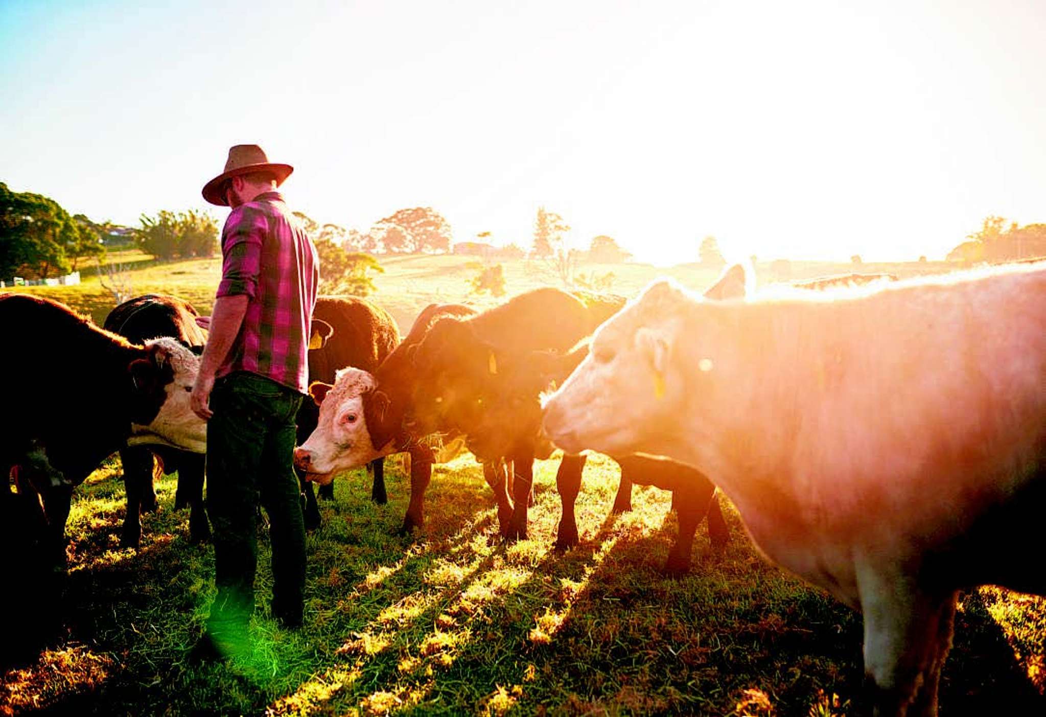 High-quality food has a bright future