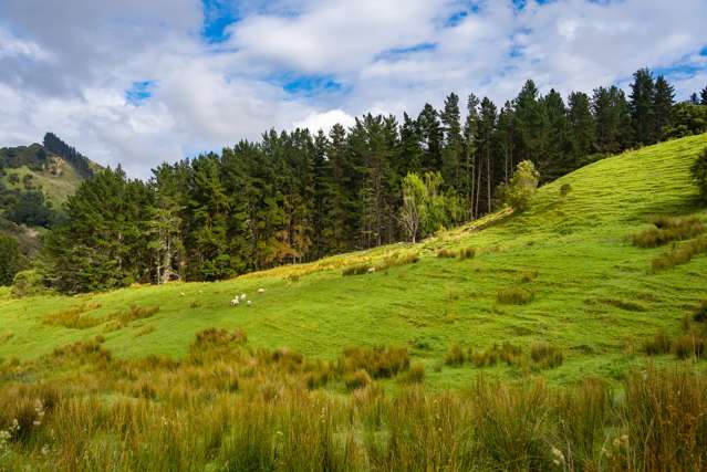 Kanakanaia Road Te Karaka_2