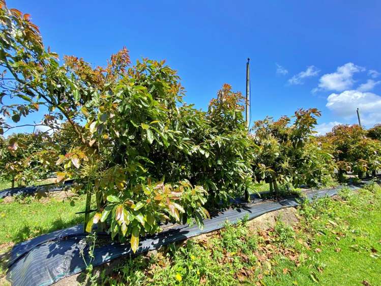 Lot 1 Elingamite Drive Pukenui_16