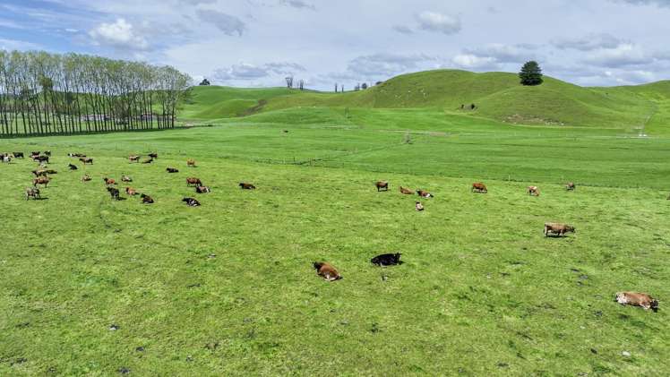 62 Rehi Road Ngakuru_5