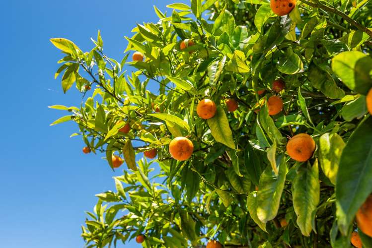 28 Mahoe Street Levin_15