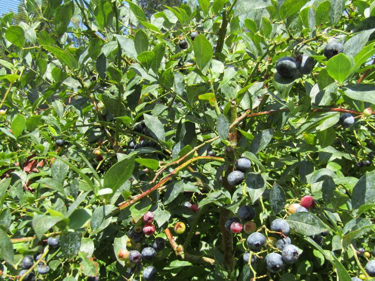 549a Seddon Road Gordonton_11