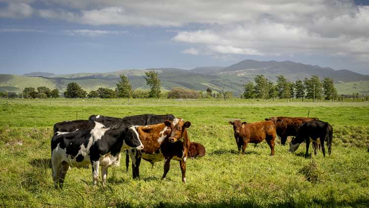 178 Pahautea Road Kahutara_18