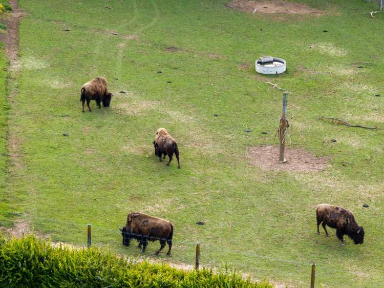 229 Brymer Road Baverstock_23