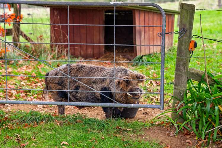 43b Nairn Road Hunua_13