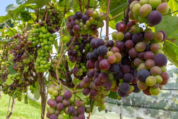 61A Whitford Park Road Whitford_42