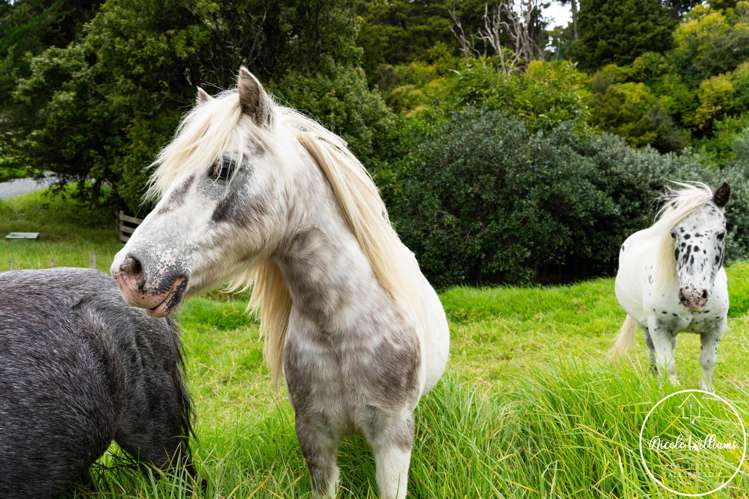 54 Paparoa Station Road Paparoa_28