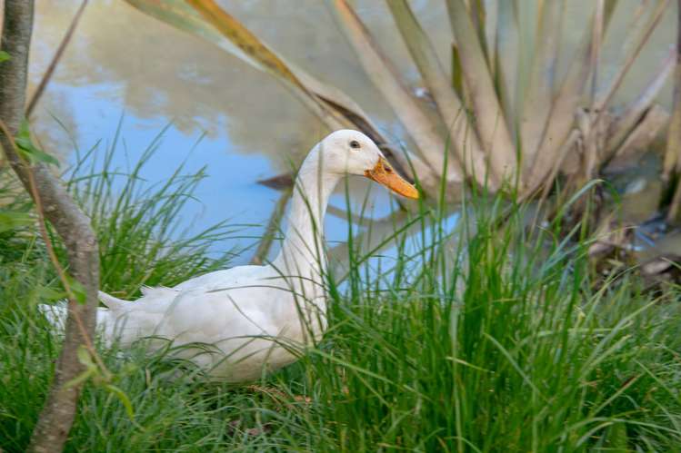 69a Pipitiwai Drive Helensville_34