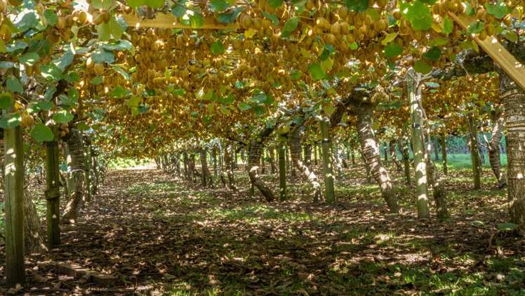 33 I'Anson Road Wairoa_5