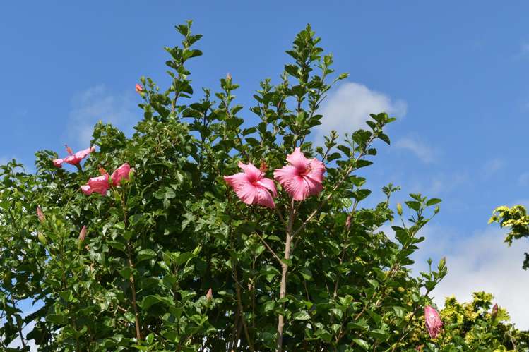 56 Sapphire Drive Hairini_21