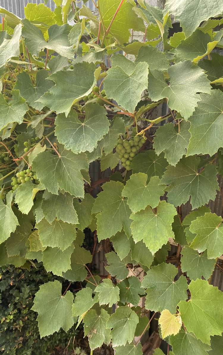 96 Middle Road Allenton_12