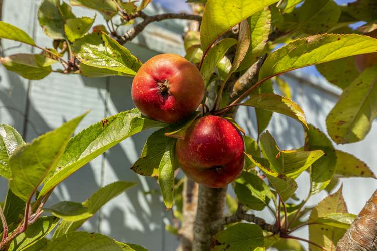 47 Blueberry Grove Timberlea_12