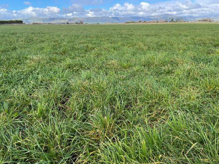 279 Karere Road Tiakitahuna_9