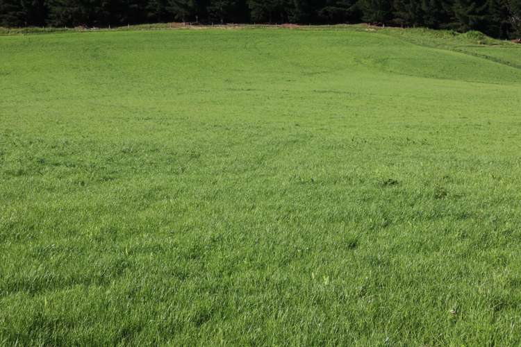 Hunt Road Catlins Surrounds_8