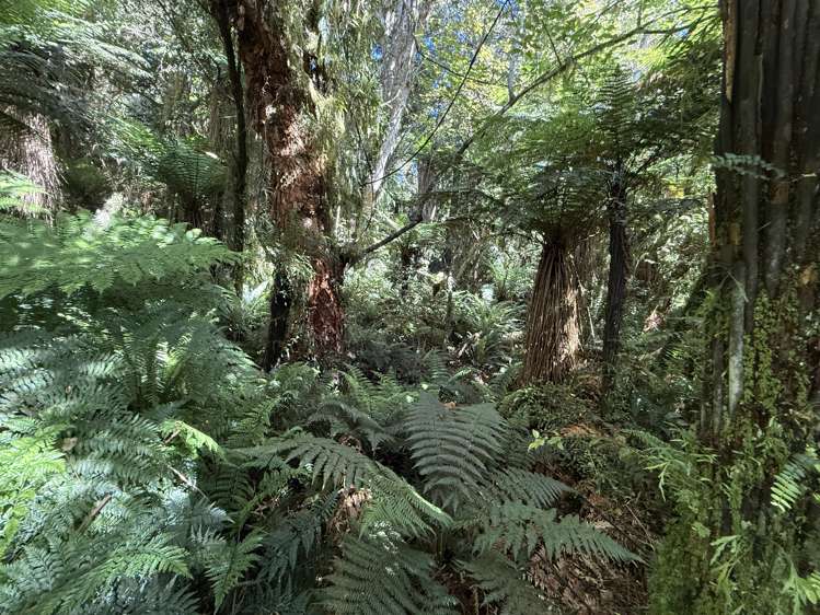 427 Harrington Mill Road Tahakopa_19