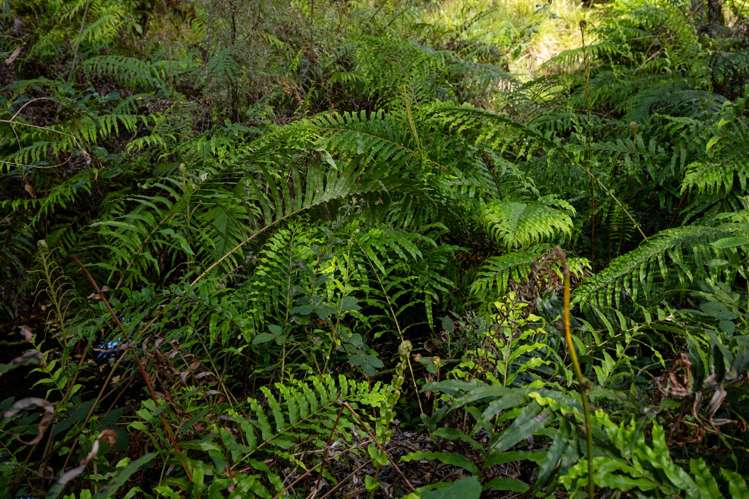 Waiwhero Road Ngatimoti_2