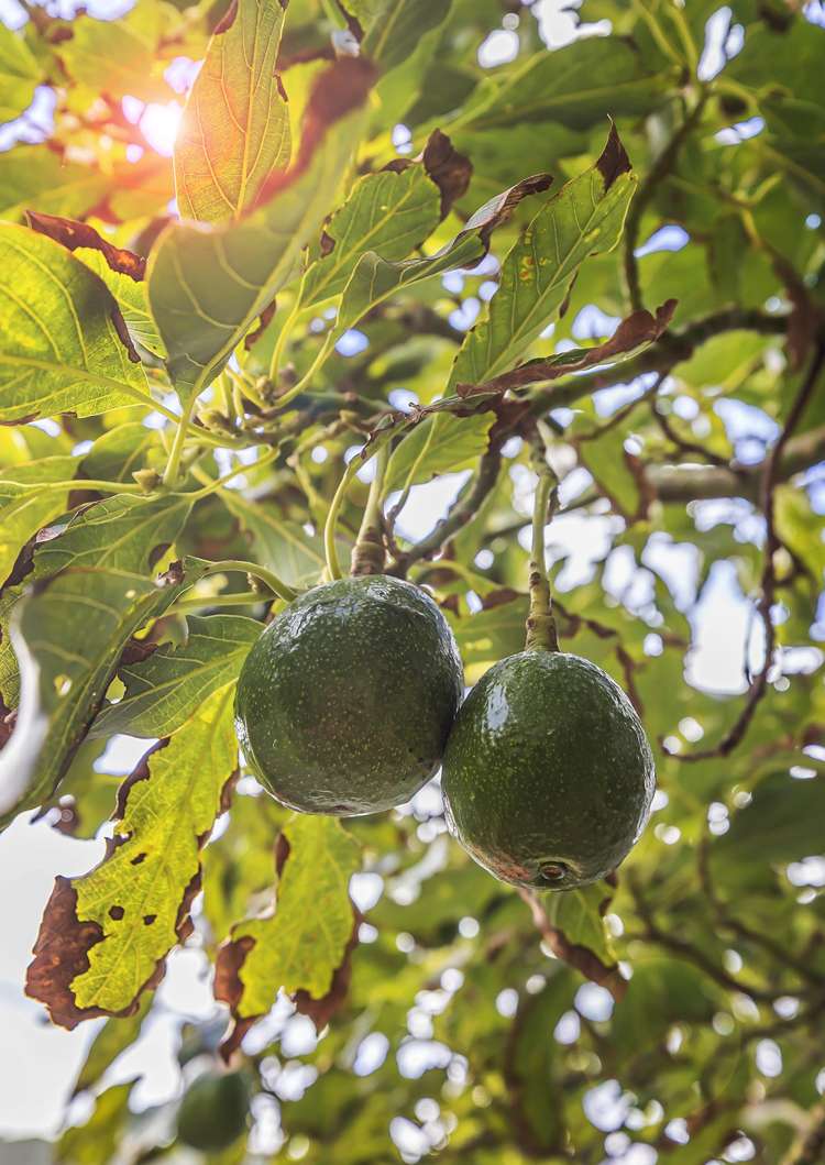 66 Eden Street Island Bay_24