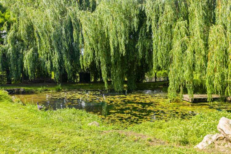 470 Tara Road Mangawhai_38