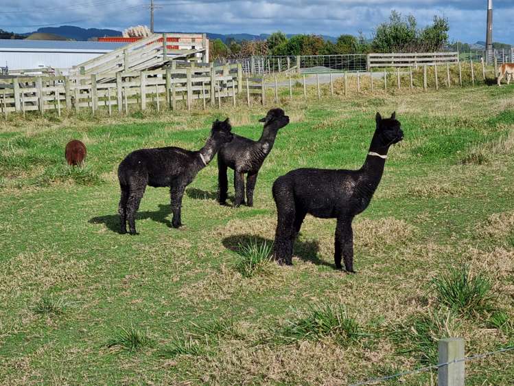 373 Baldrock Road Kaiwaka_14