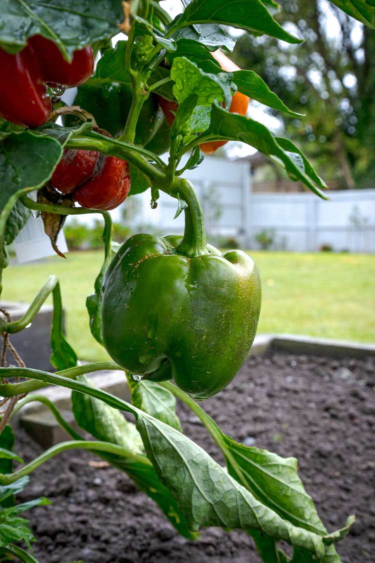 151 Wales Street Halswell_18