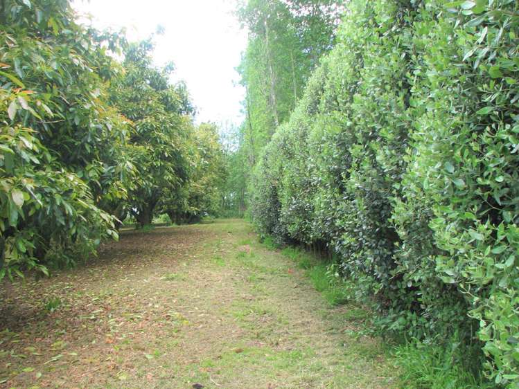 166 Young Road Paengaroa_8