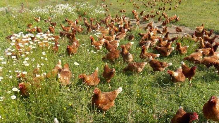 275 Riwaka Valley Road Motueka_27