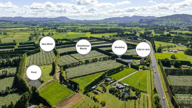 Immaculate Kiwifruit Orchard with Options