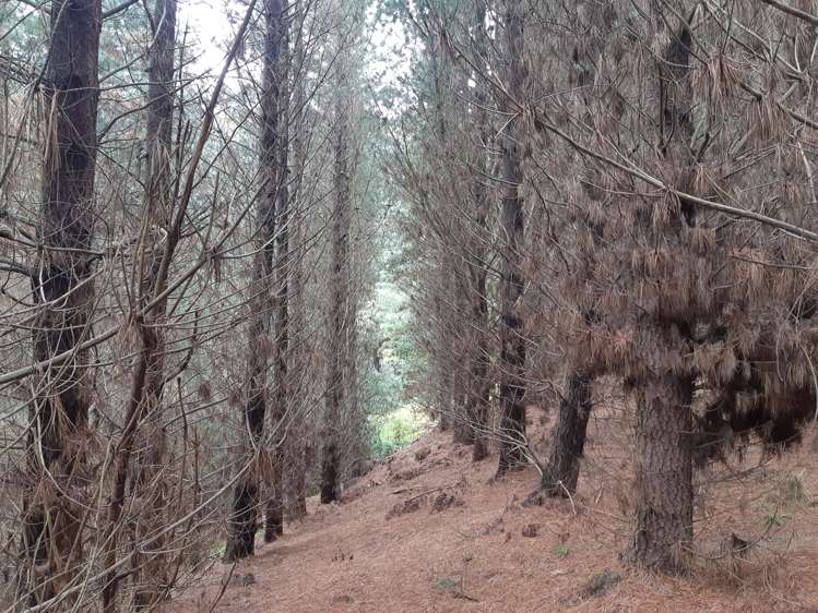 Palmerston-Waikouaiti Road Palmerston_2