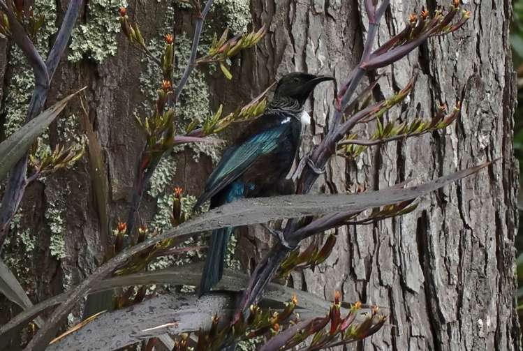 251 Whitehills Road Wainui_40