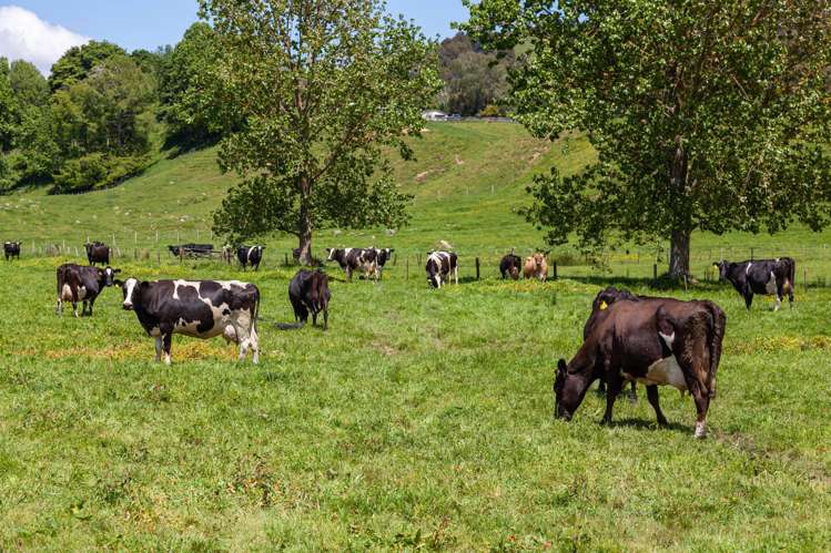 774 Buckland Road Matamata_25