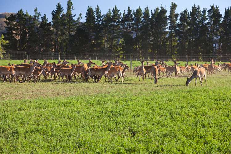 3276 Inland Kaikoura Road Stag And Spey_15