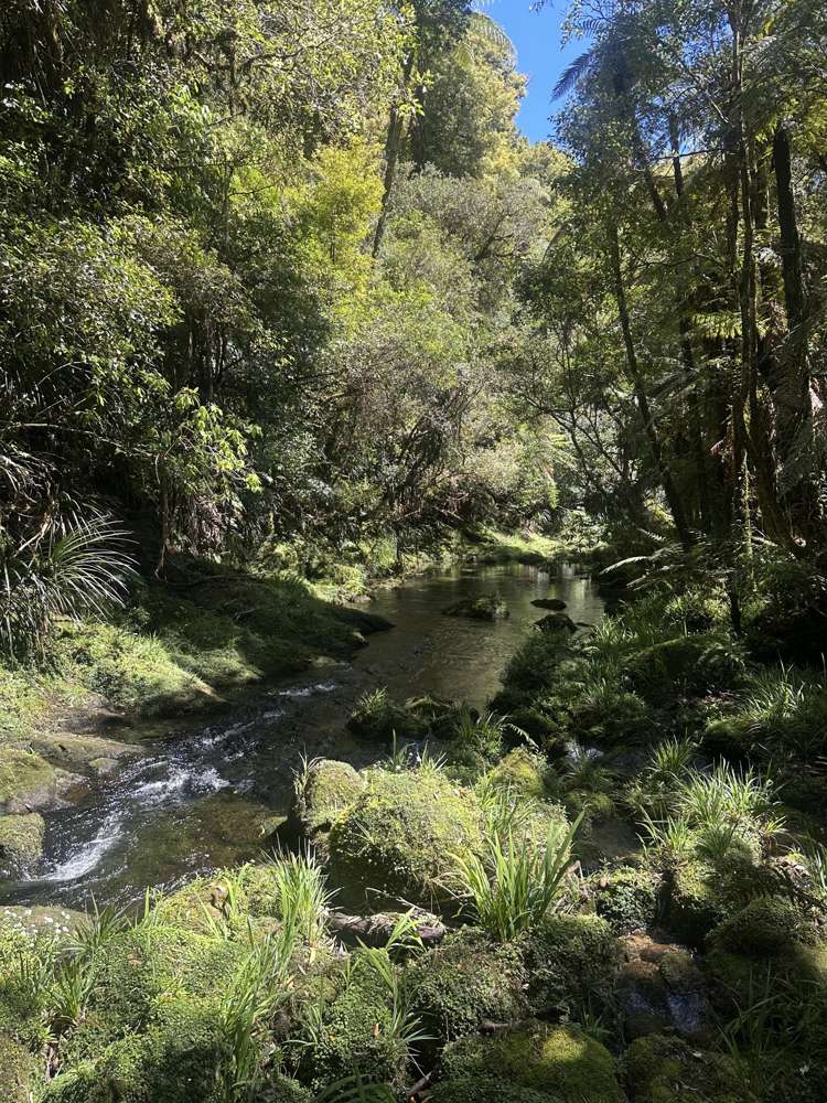 9D McQuade Road Whakamarama_9