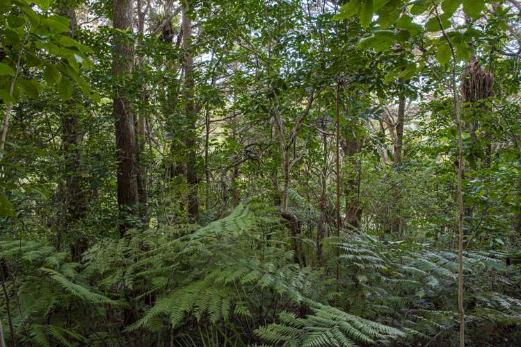 56 Te Rongo Road Parua Bay_7