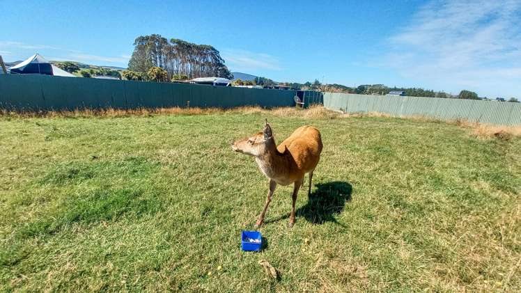 5 McFeely Street Tuatapere_22