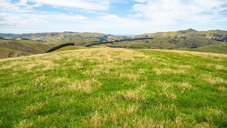 2 Cotswold Road Omihi_39