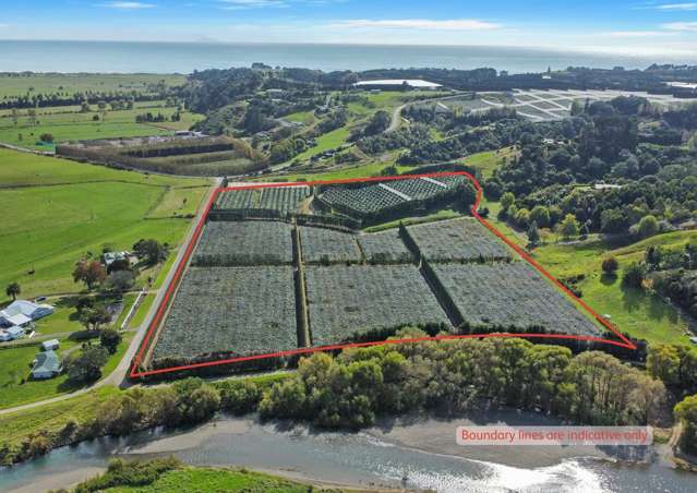 Premium Tablelands orchard - Gold & Green