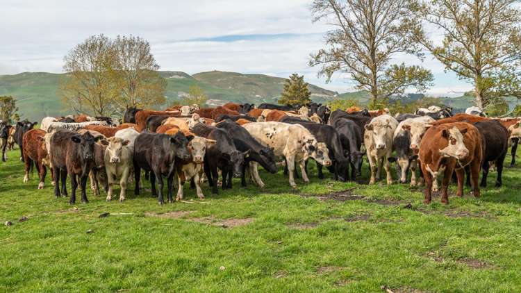 1241 Blythe Road Domett_34