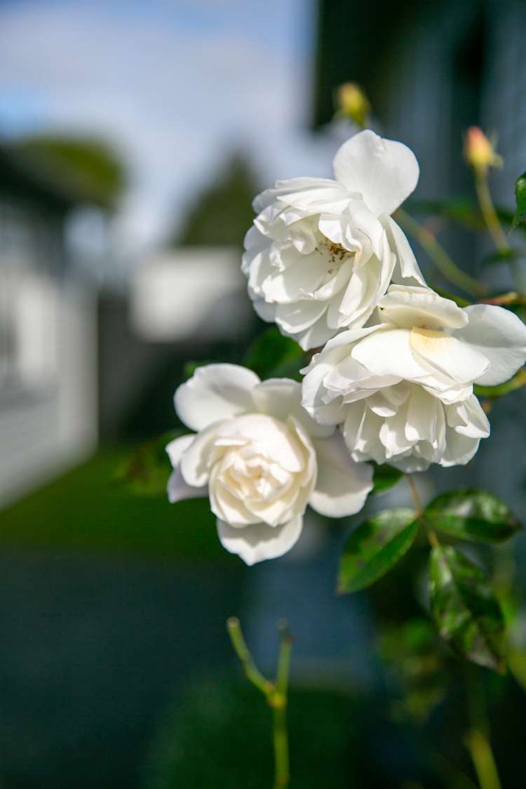 56a Houchens Road Glenview_19